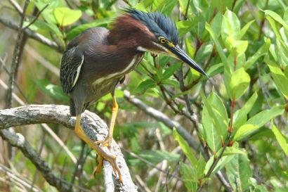 1_Gruenreiher_ Florida_DSC_0745